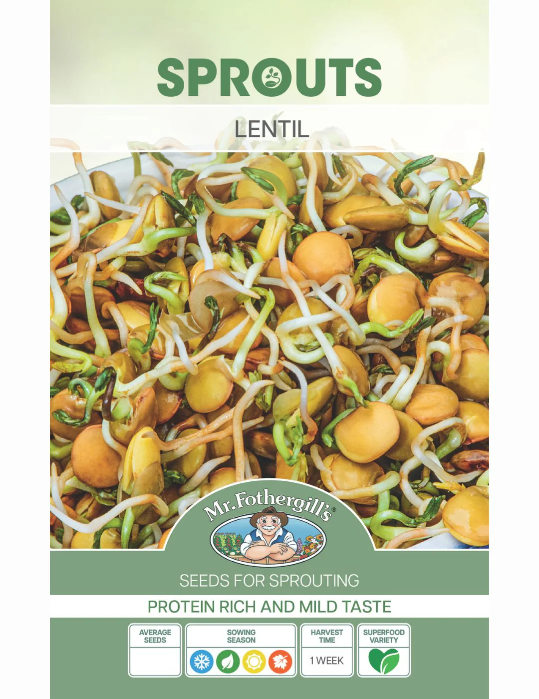 Sprouting Lentil Seeds - Image 2