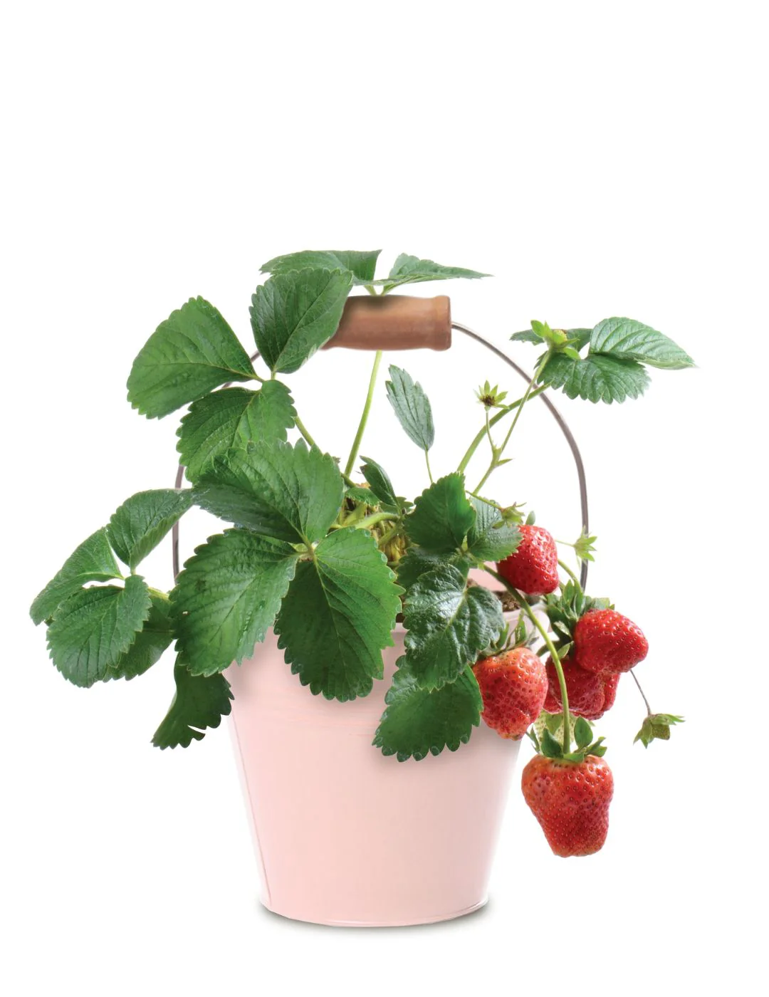 Strawberry - Round Grow Kit Tin - Image 2