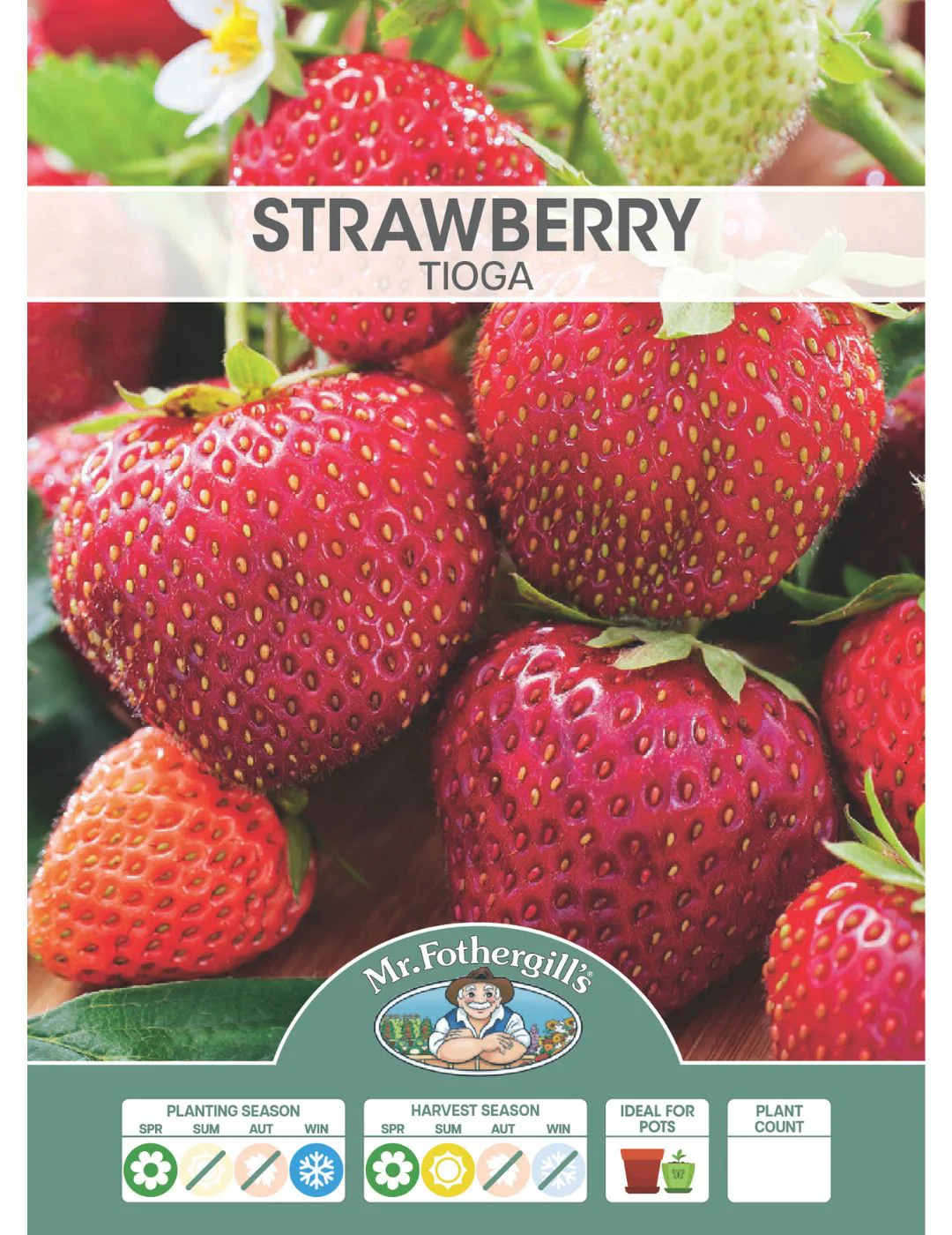 Strawberry Tioga (Crowns) - Image 2