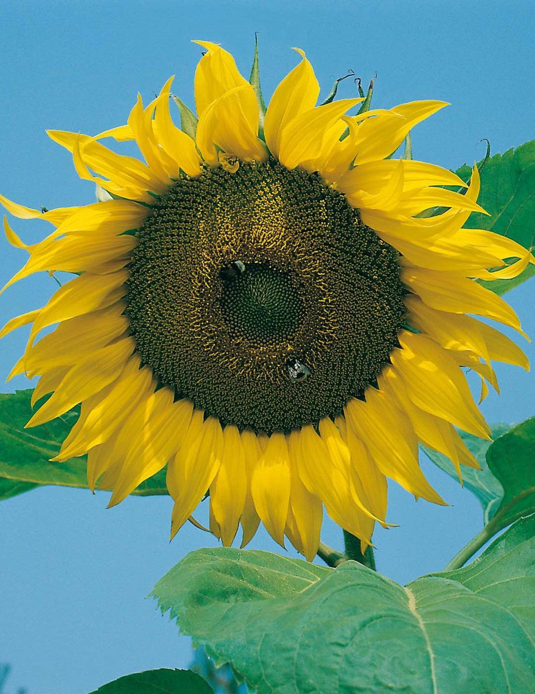 Sunflower Giant Single Seed Starter Kit - Image 3