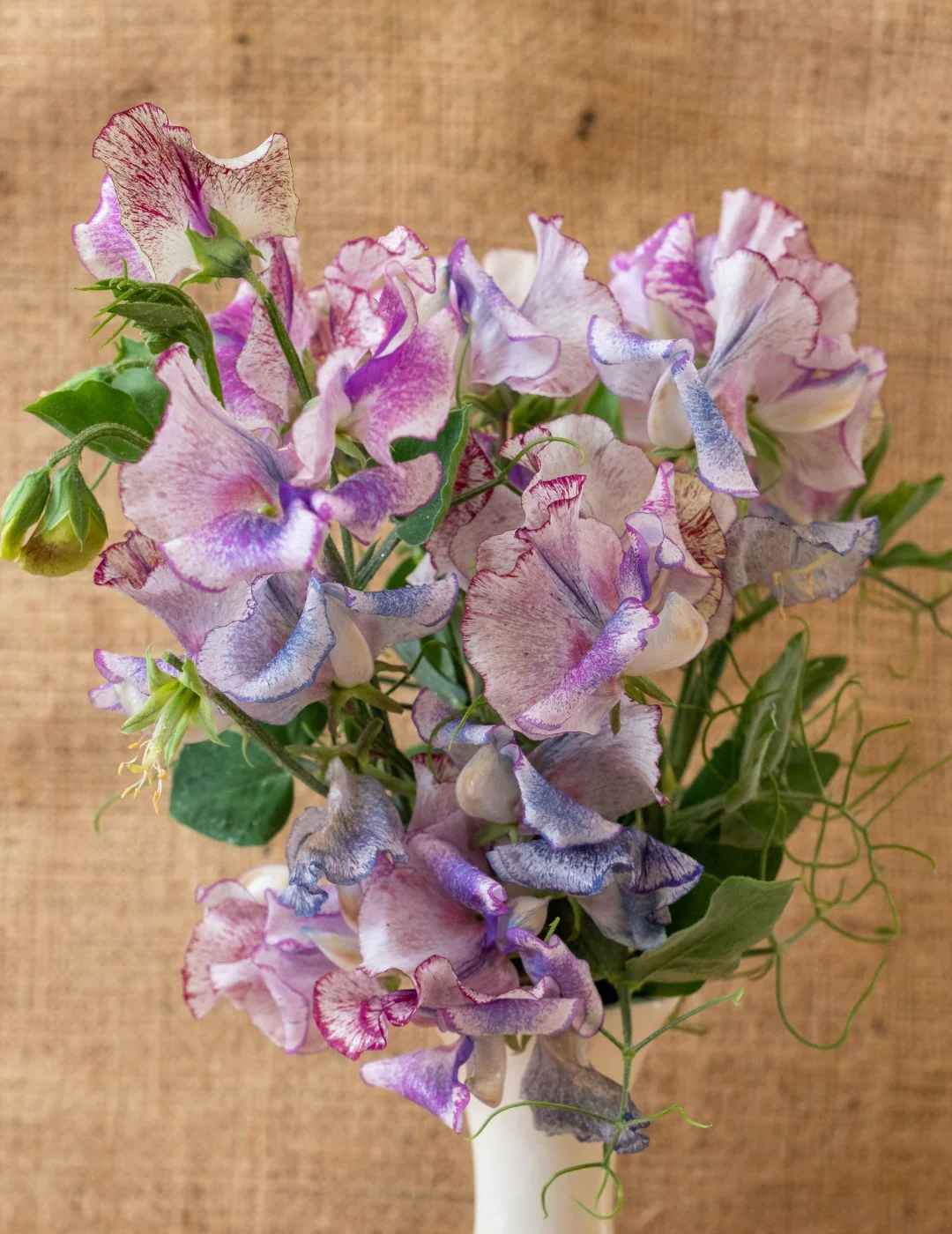 Sweet Pea Bojangles Seeds - Image 2