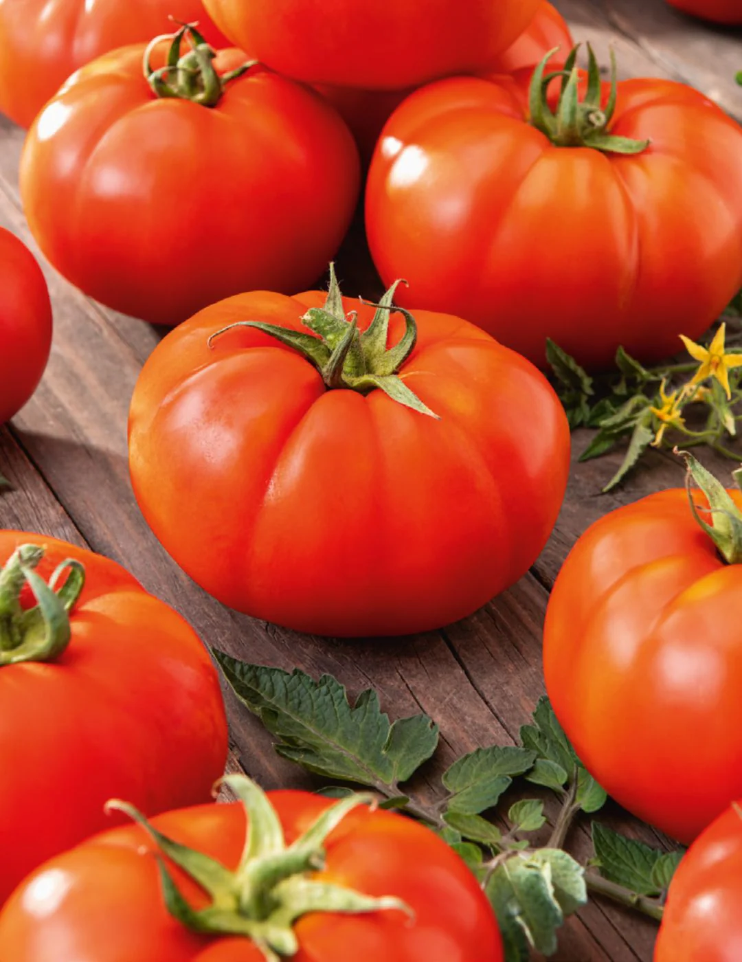 Tomato Red Russian