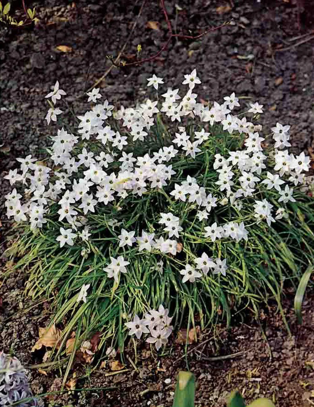Triteleia Angel Stars Bulbs