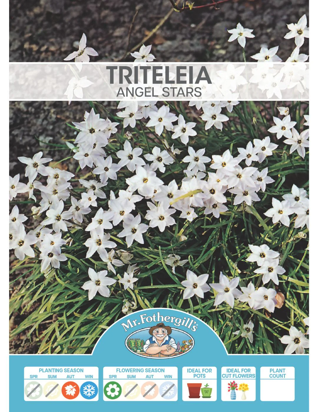 Triteleia Angel Stars Bulbs - Image 2