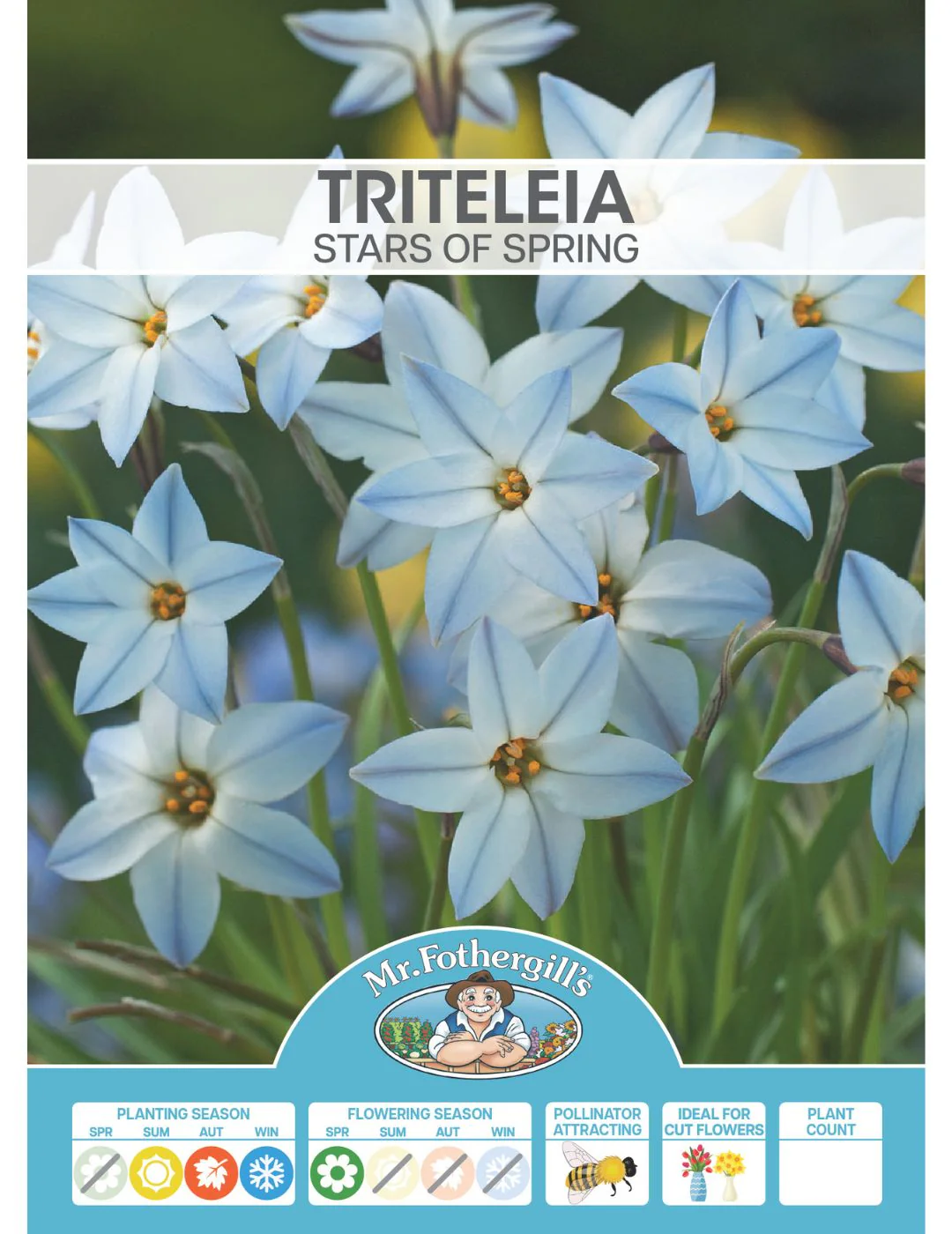 Triteleia Stars of Spring Bulbs - Image 2