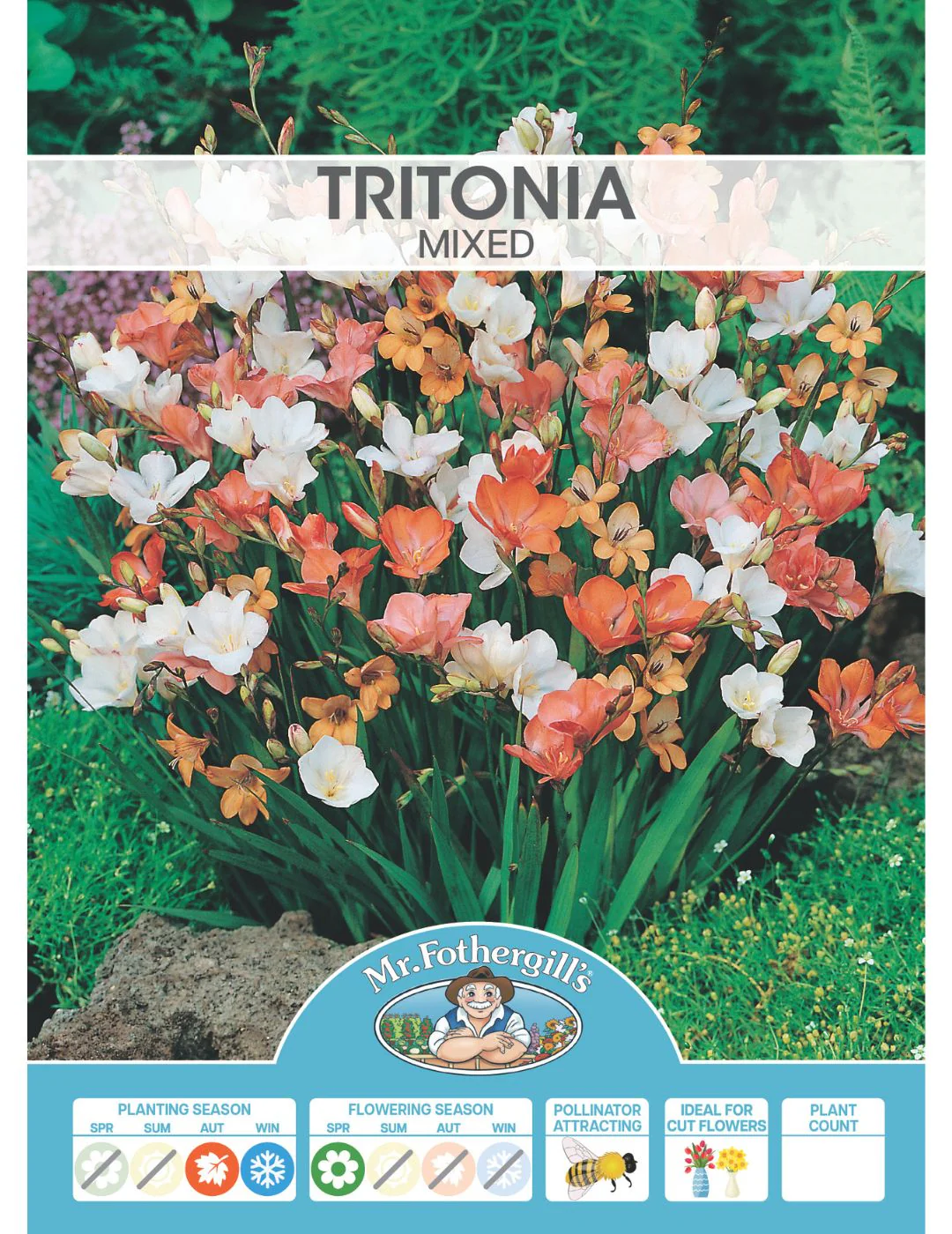 Tritonia Mixed - Image 2