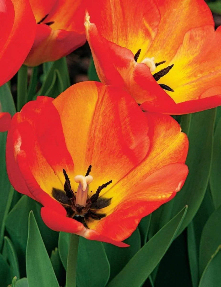 Tulip American Dream