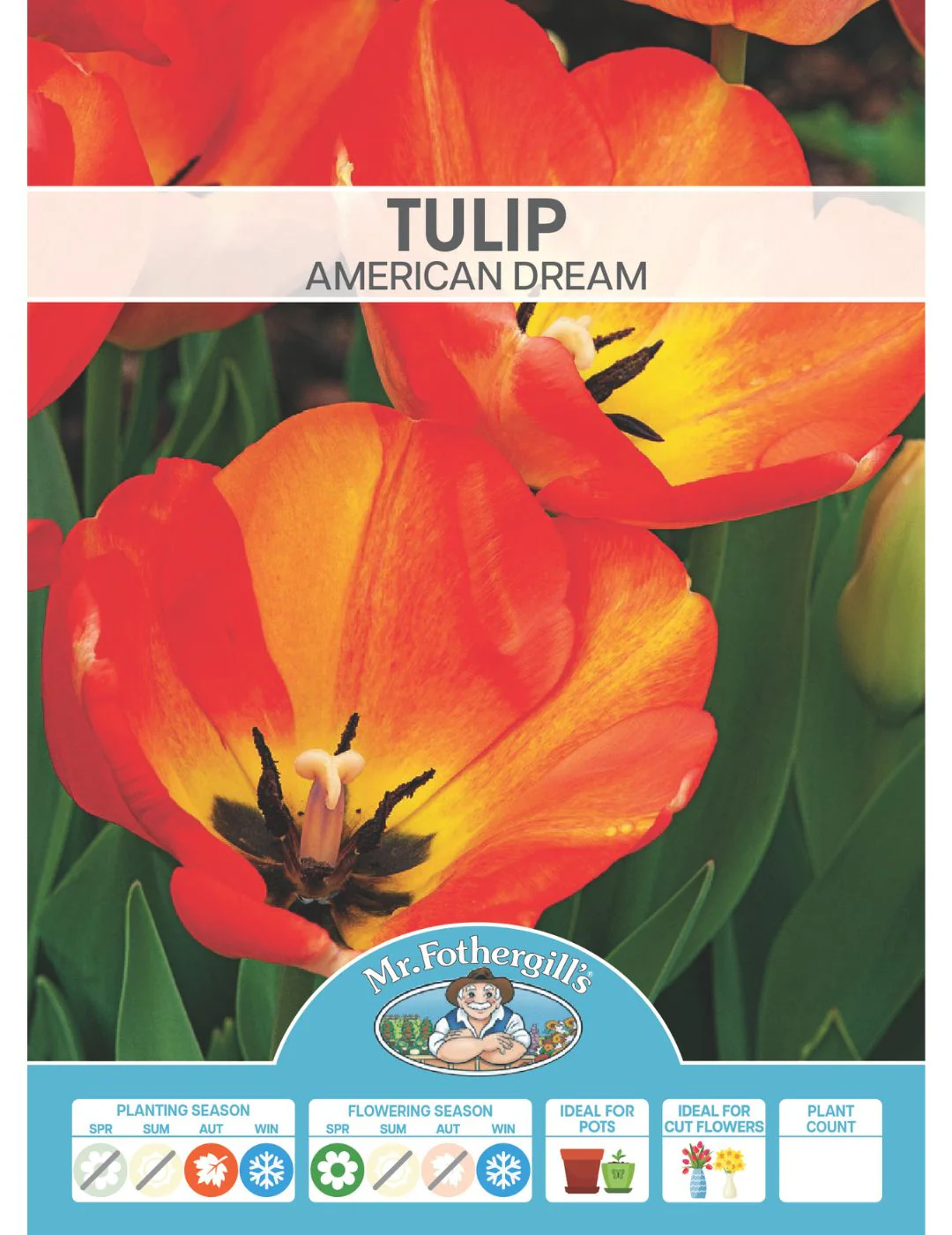 Tulip American Dream - Image 2