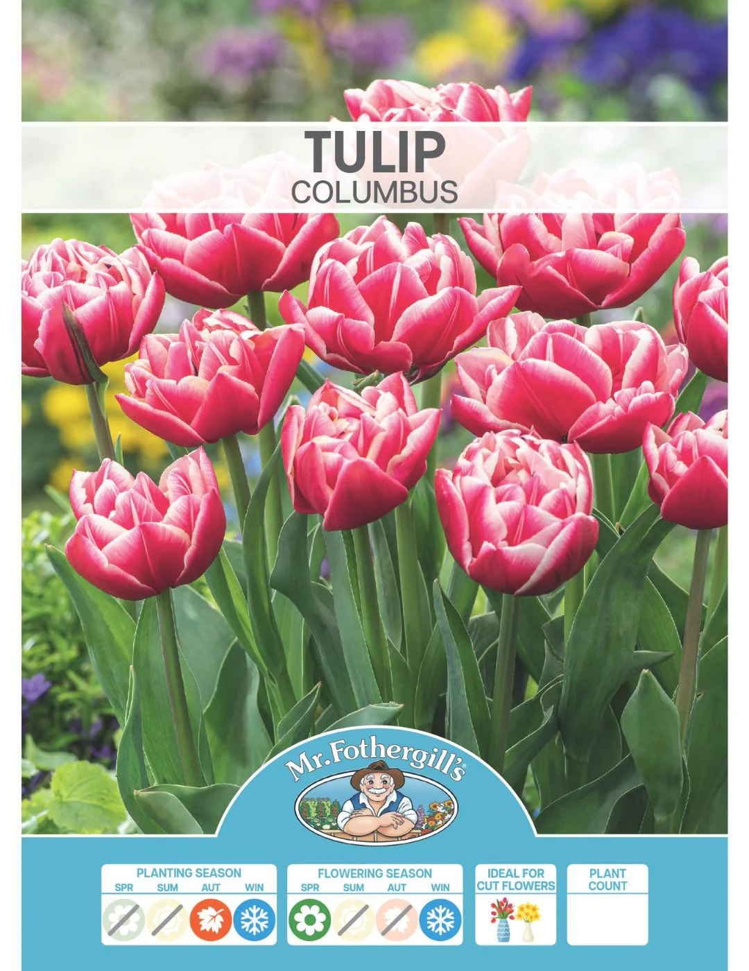 Tulip Columbus - Image 2