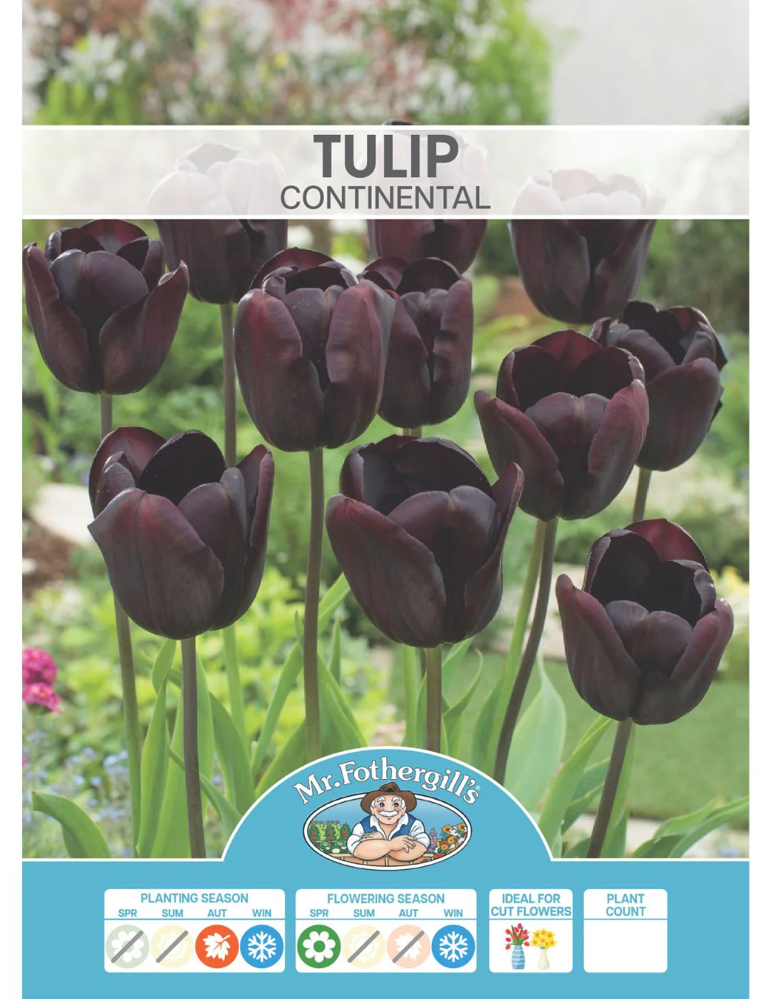 Tulip Continental - Image 2