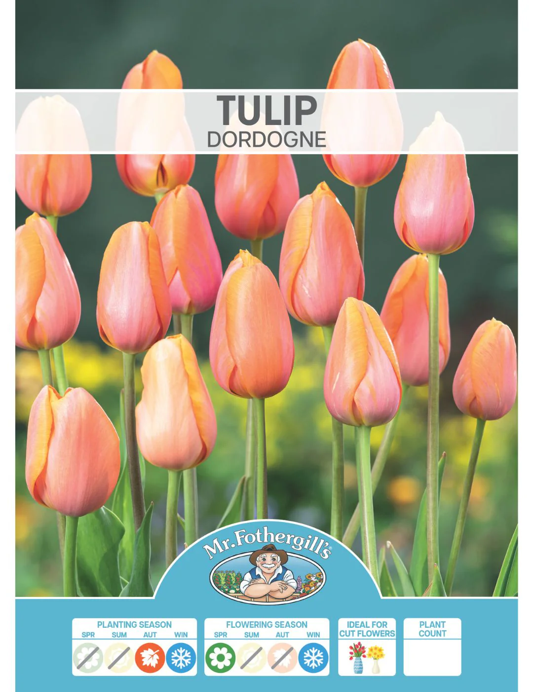 Tulip Dordogne - Image 2