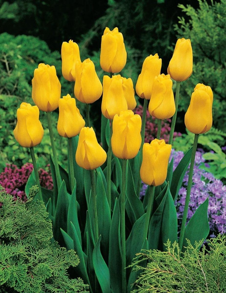 Tulip Jan Van Nes