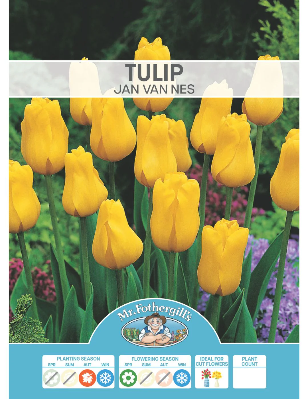 Tulip Jan Van Nes - Image 2