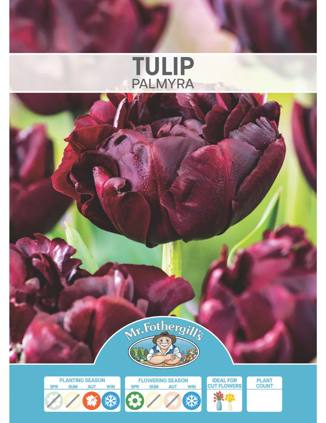 Tulip Palmyra - Image 2