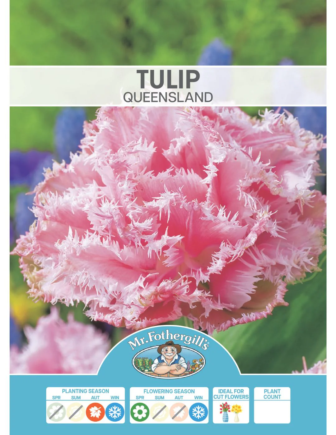 Tulip Queensland - Image 2