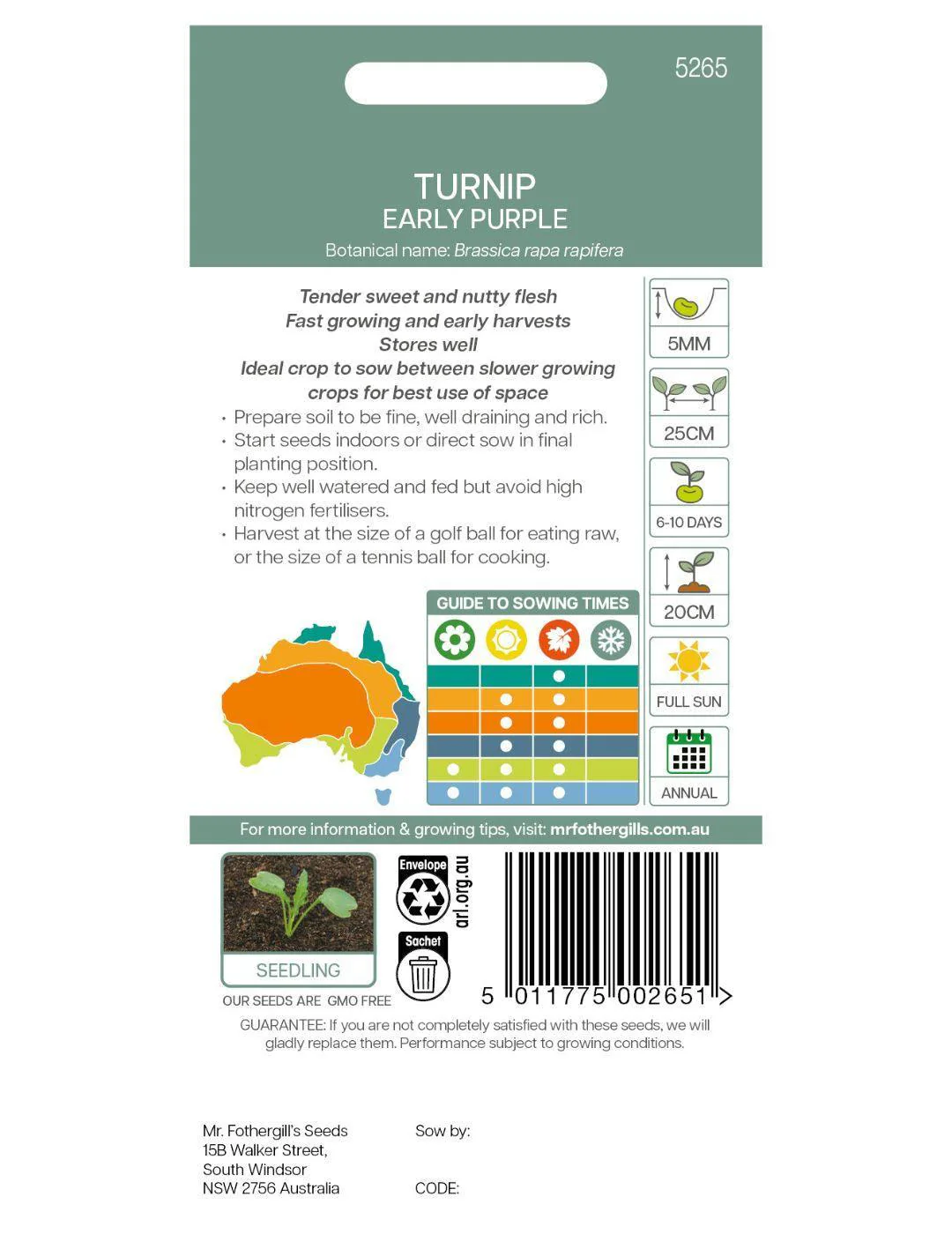 Early Purple Turnip Seeds - Image 3