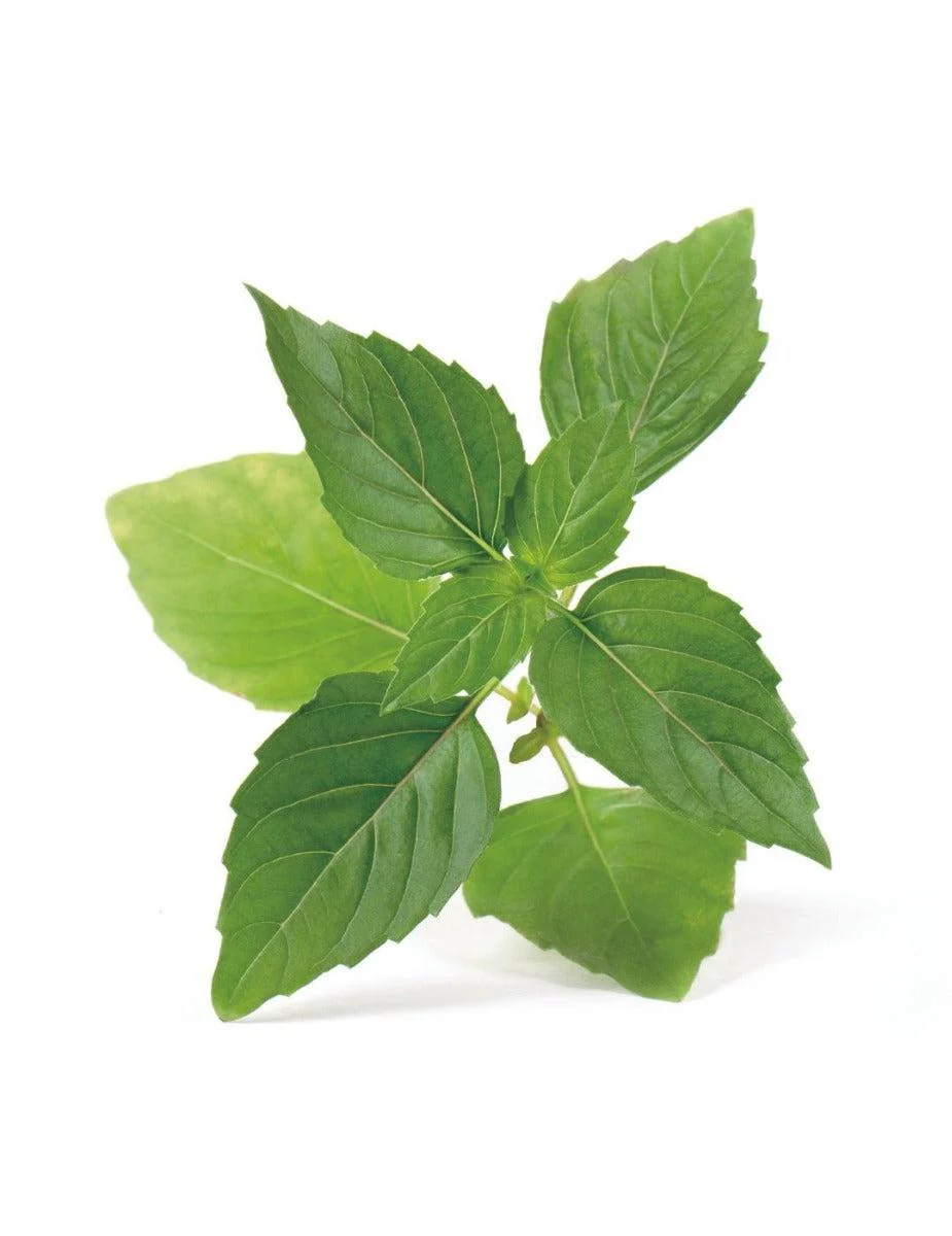 Véritable® Seed Lingot® - Basil Thai - Image 3