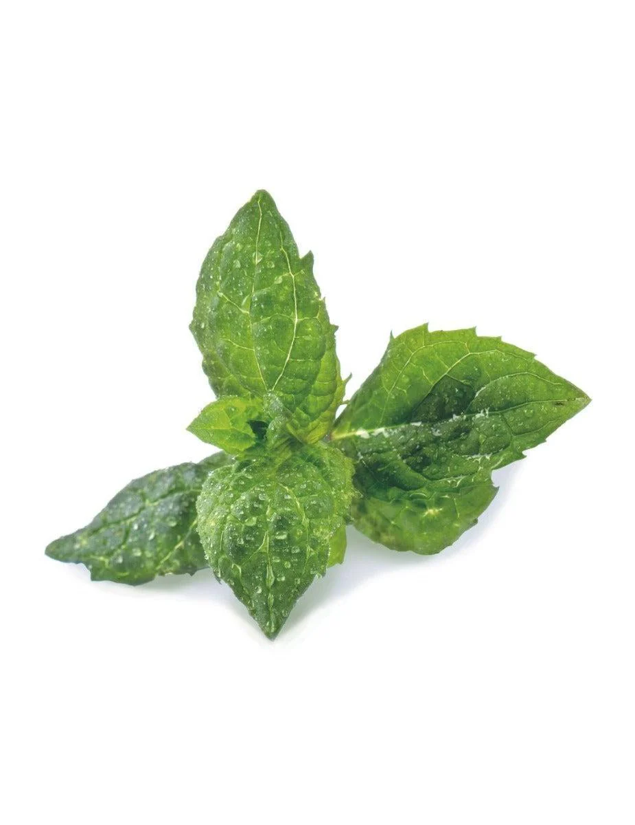 Véritable® Seed Lingot® - Mint Spearmint - Image 4