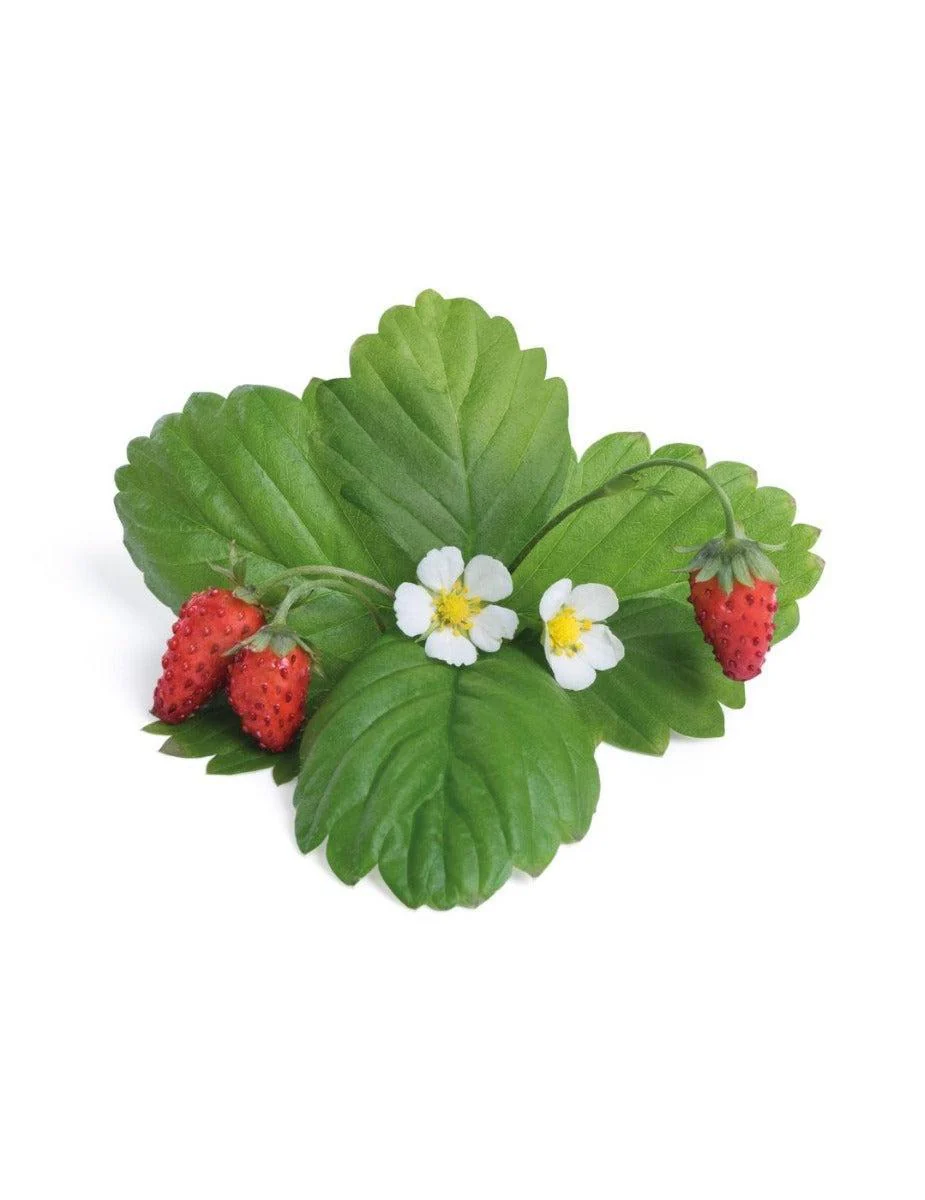 Véritable® Seed Lingot® - Strawberry Wild Red - Image 4