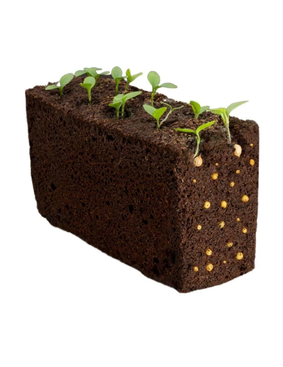Véritable® Seed Lingot® - Strawberry Wild Red - Image 5