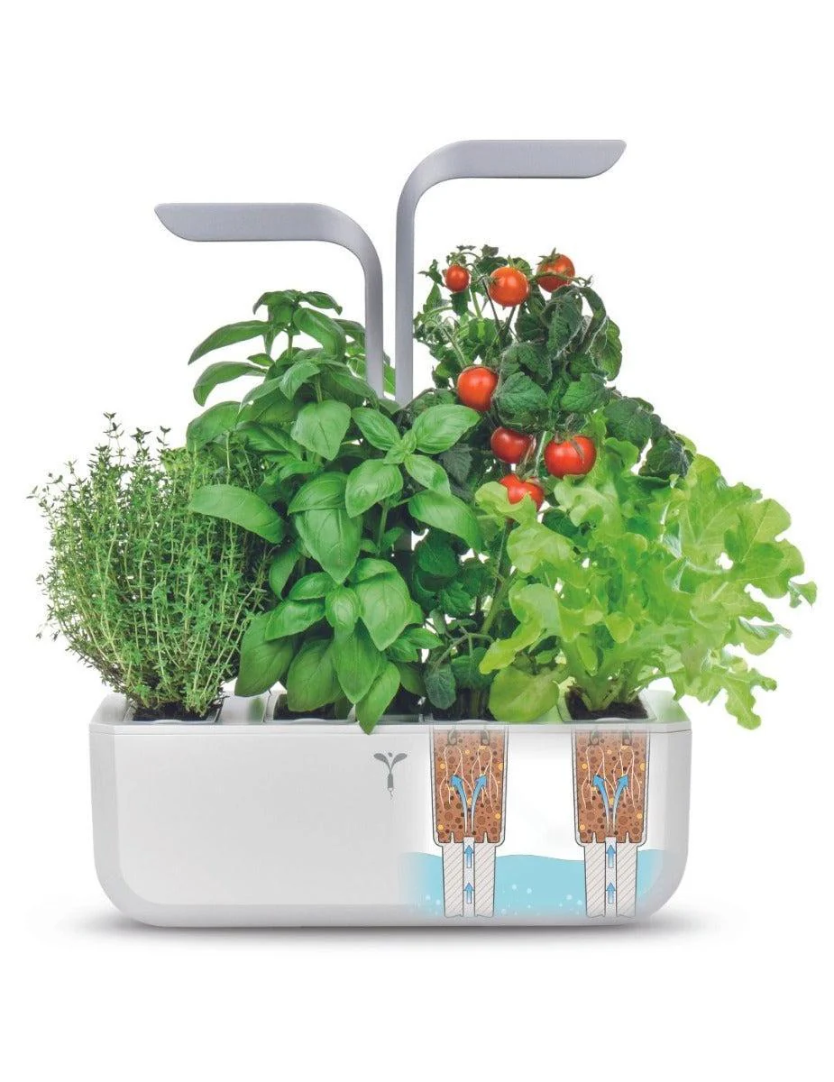 Véritable® Seed Lingot® - Thyme - Image 3