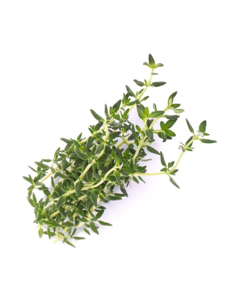 Véritable® Seed Lingot® - Thyme - Image 4