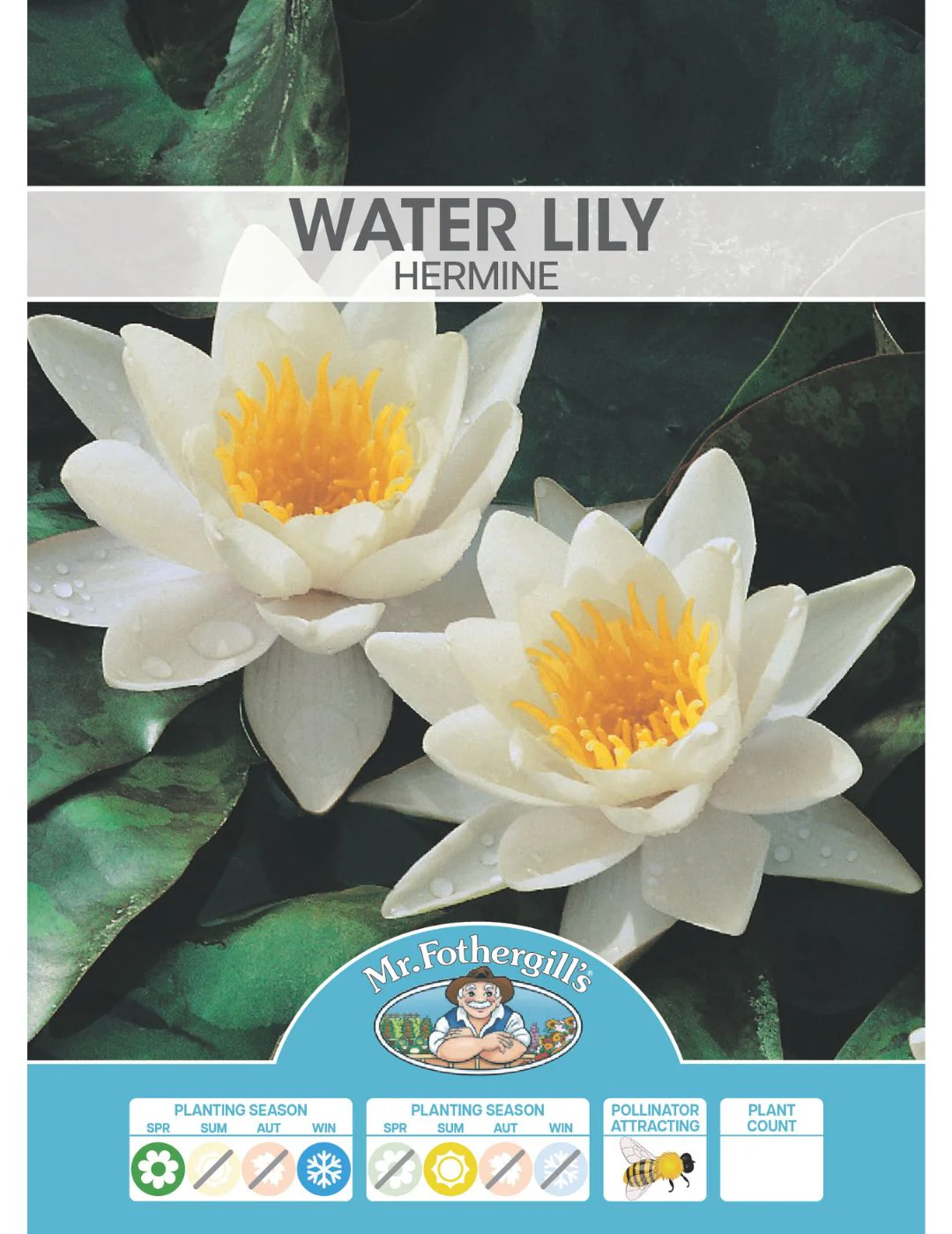 Water Lily Hermine Bulb (Season: Aug-Sep) - Image 2