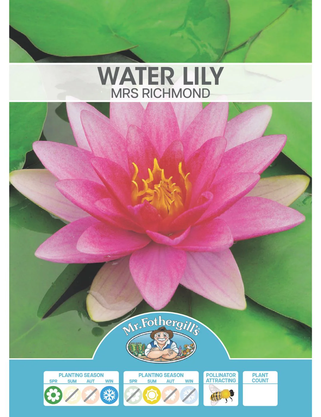 Water Lily Mrs Richmond (season: Aug-Sep) - Image 2