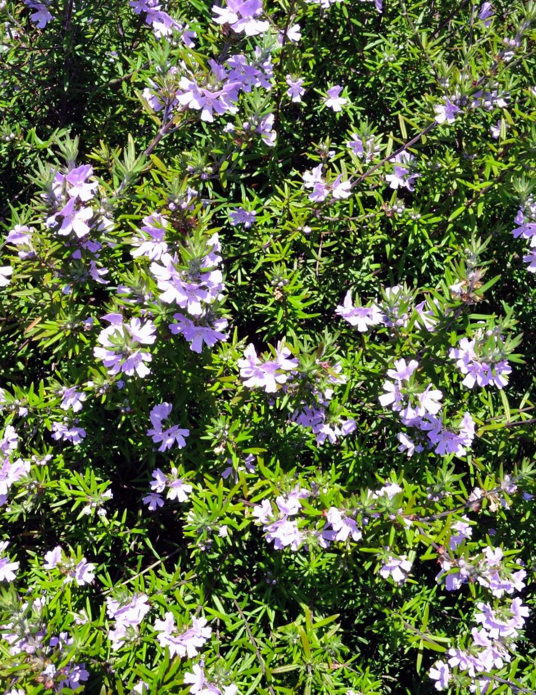Westringia Zena Live Plant 5 Pack - Image 3