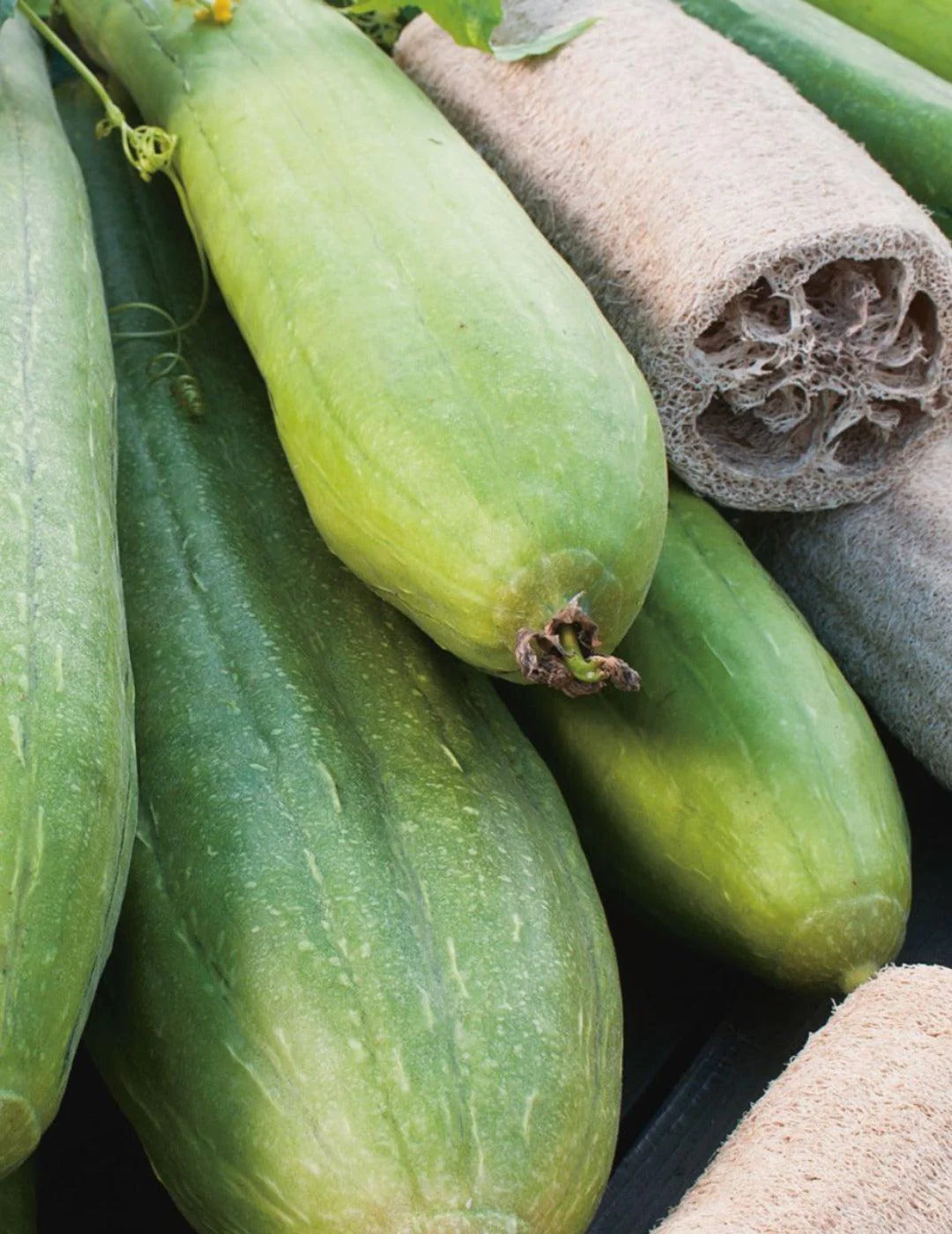 Sponge Gourd Luffa Seeds - Image 2