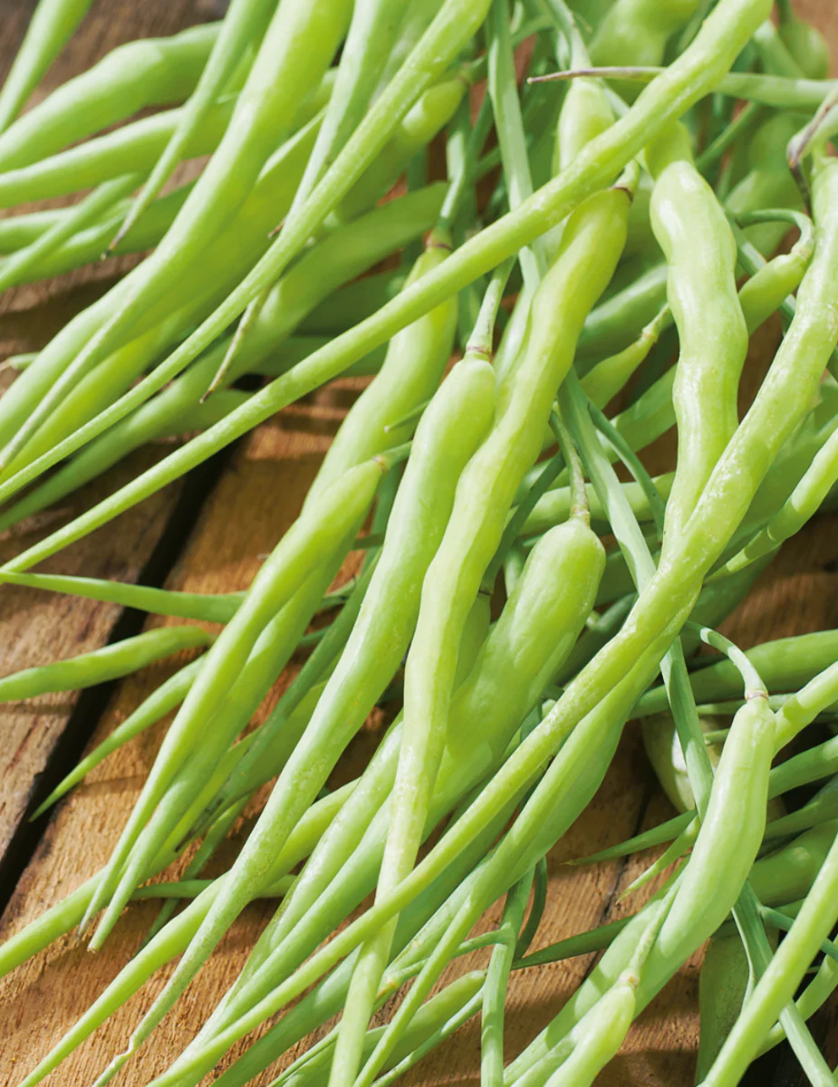 Rat Tail Radish Seeds - Image 2